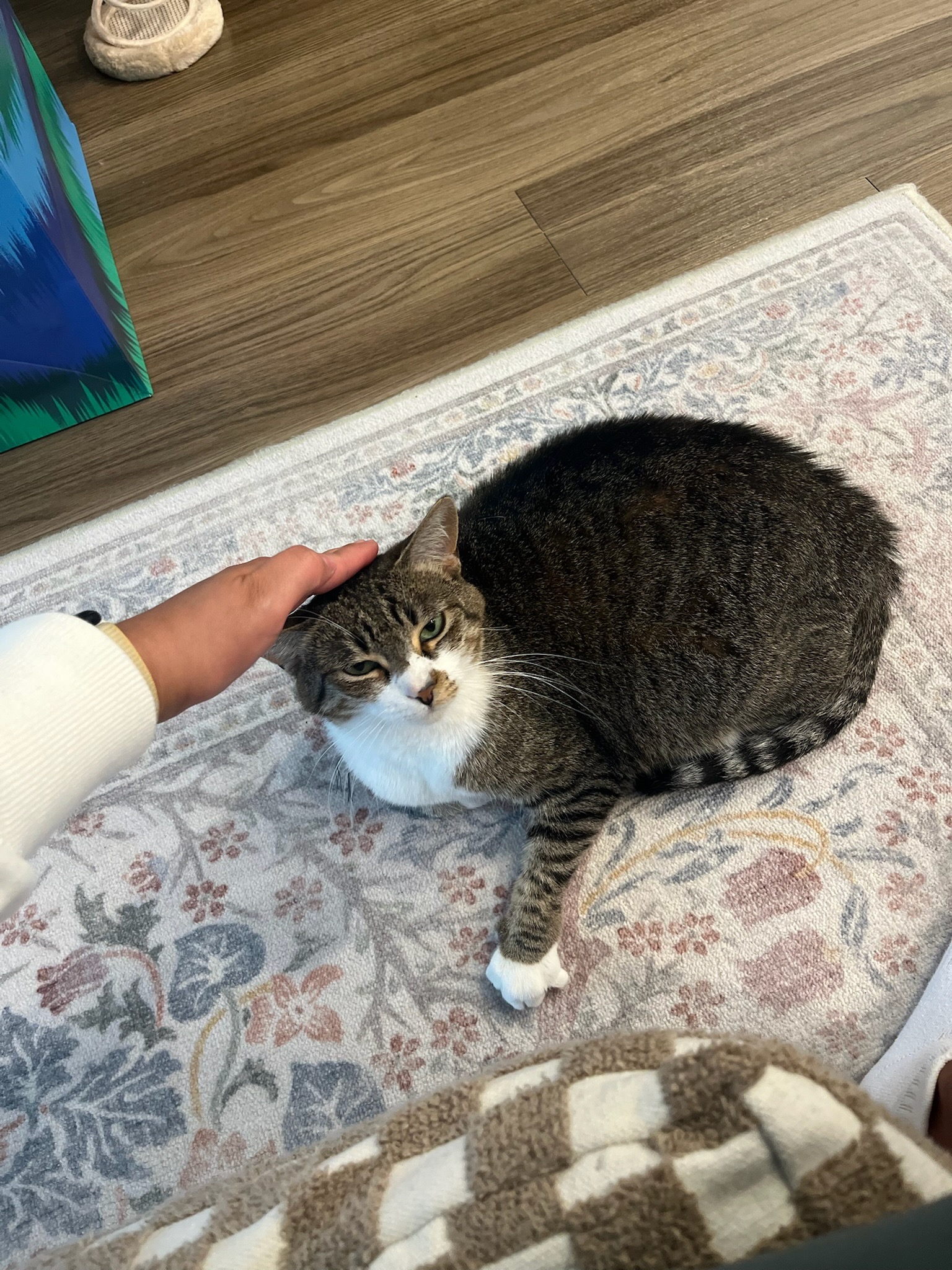 Daisy being fed by hand